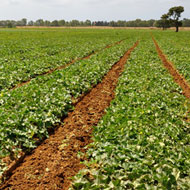 Ortofrutta Formenton - Commercializzazione Meloni e Angurie